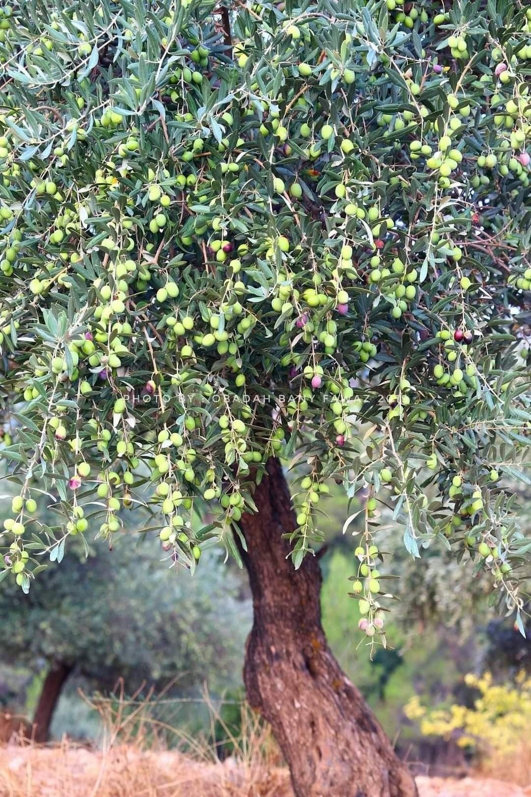 Branche d'olivier chargée d'olives